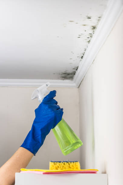 Best Asbestos and Lead Testing During Mold Inspection  in Springdale, NJ